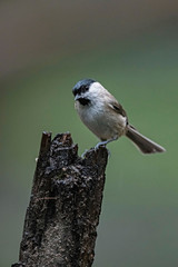 Marsh tit (Poecile palustris) perched on tree stump in forest.