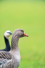 Greylag (anser anser) and barnacle (branta leucopsis) goose walking in meadow.