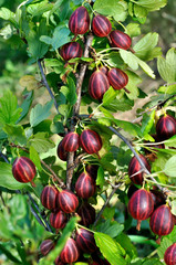 close-up of the ripe gooseberries in the garden,vertical composition