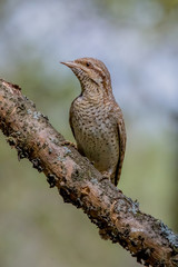 bird, nature, wildlife, animal, wild, wryneck, beak, blackbird, birds, tree, brown, thrush, feather, young, branch, hawk, turdus, avian, green, feathers, lark, portrait, black, falcon, eye, wing 