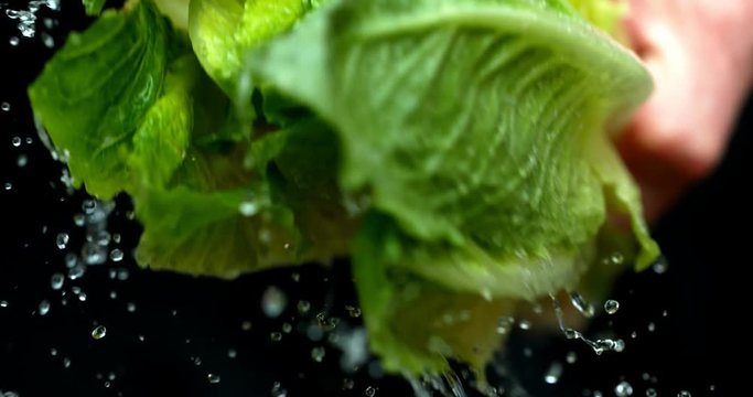 Lettuce green leaf salad slow motion water washing shot on Phantom Flex 4K