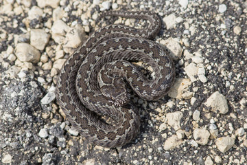 snake, reptile, animal, viper, rattlesnake, nature,  steppe adder