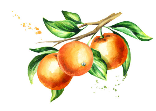Orange branch with fruit and leaves. Watercolor hand drawn illustration, isolated on white background