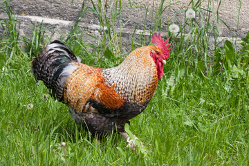 freilaufender Hahn mit Hühnern