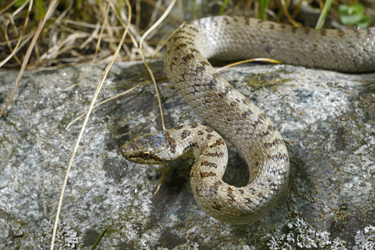 Schlingnatter (Coronella austriaca) - Smooth snake