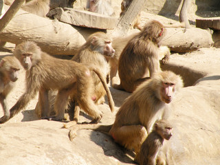 Resting monkeys