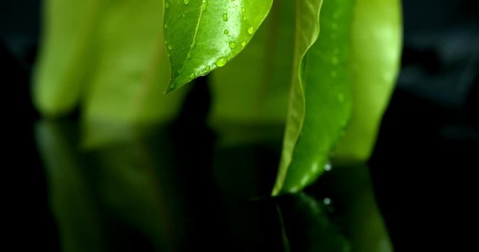 Lettuce green leaf salad slow motion water washing shot on Phantom Flex 4K