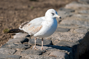 Standing Gull