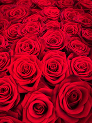 Rote Rosen als Hintergrund