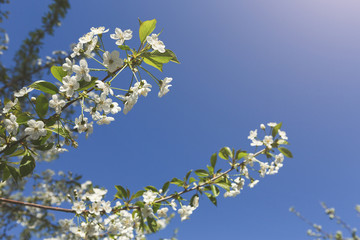 Cherry tree spring blossom, branch with flowers closeup