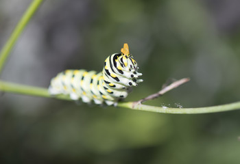 Caterpillar
