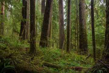 Rain Forest, Quinault Valley, Washington