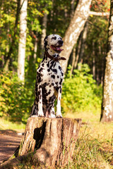 Dalmatian in forest