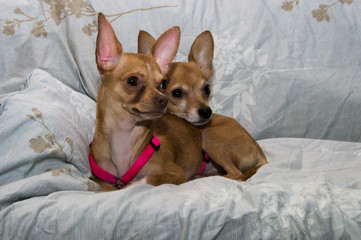 Two dogs laying on a couch