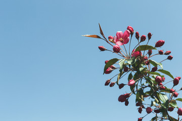 Apple tree in blossom, spring nature background
