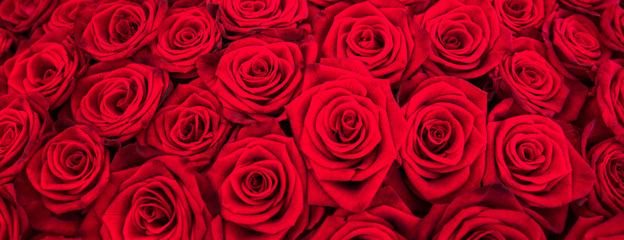 Rote Rosen als Panorama Hintergrund