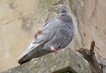 portrait of beautiful pigeon