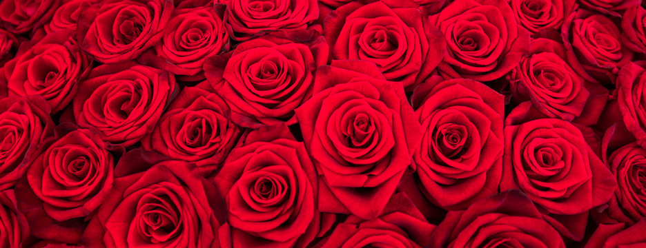 Rote Rosen als Panorama Hintergrund