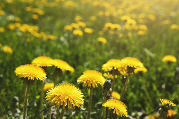 Yellow dandelion field closeup. Flower background.