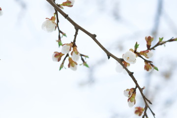 Tender apricot blossom buds and flowers in the spring
