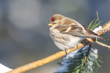 Common redpoll 