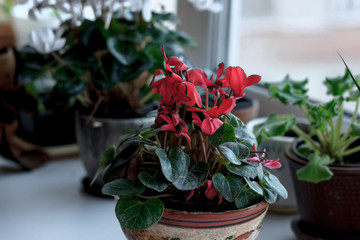 Beautiful pink or red cyclamen in a flower pot as home plant.