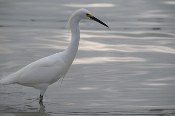 Florida water birds