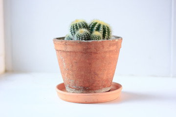 Green cactus in a clay pot over white background.