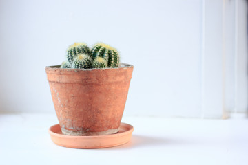 Green cactus in a clay pot over white background.