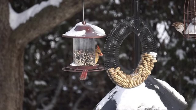 Female cardinal at a bird feeder in the winter