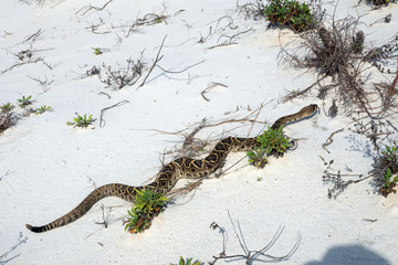Eastern diamondback rattlesnake crawls along the sand dune. St George Island State Park, Florida, USA