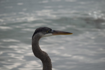 Florida water birds