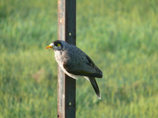 small bird with yellow black eye and yellow beak, on the side of a rusty iron bar. Feather grey, black, light and white from below