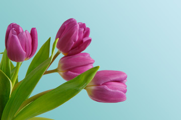 Fototapeta premium Violet tulips bouquet on blue background