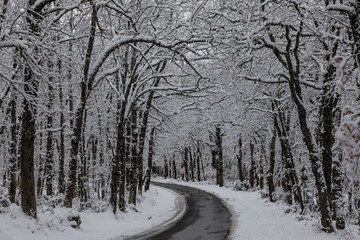 Snowy road, with oaks in the gutter, in the access to the Hermitage of Hontanares in Riaza, Segovia, Spain