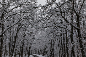Snowy road, with oaks in the gutter, in the access to the Hermitage of Hontanares in Riaza, Segovia, Spain