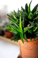 Beautiful aloe black gem in a flower pot.