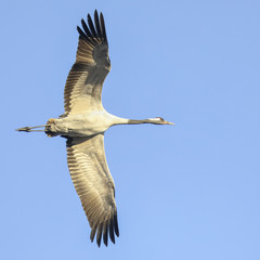 Crane flying