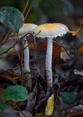 Stropharia ambigua mushroom, Joyce Washington