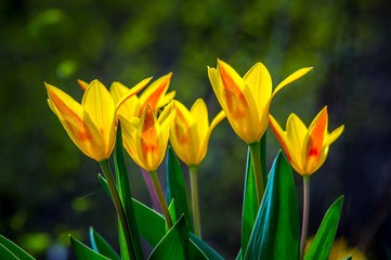 Garten Lenz Gelb Frueh Jahr Blume Tulpe im