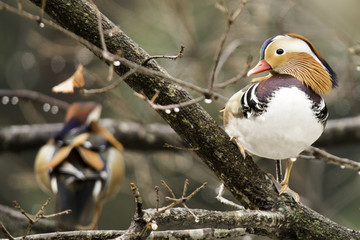 木に止まるオシドリ