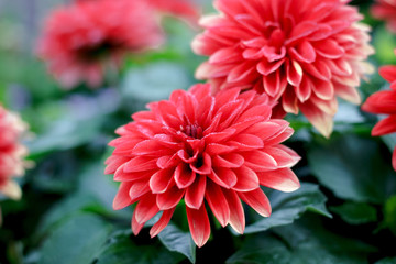 Beautiful pink or red flowers at summer flower garden.