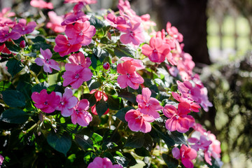 Flowerbed with pink flowers on summer or autumn day.