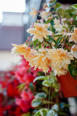 Yellow ampel flowers on flowerpot at garden house.