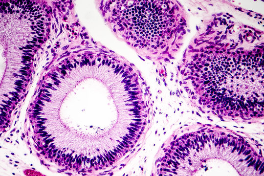 Histology of human epididymis tissue, micrograph. Photo under microscope.