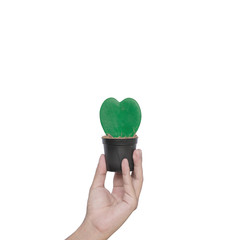 Hand holding Hoya Kerrii(Sweetheart plant or Valentine Hoya) isolated on white background