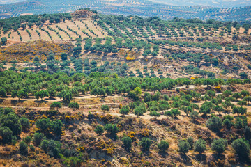 Fototapeta premium Olive fields on Crete Island in Greece, Cretan landscape