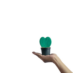 Hand holding Hoya Kerrii(Sweetheart plant or Valentine Hoya) isolated on white background