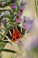 This is an extremely rare butterfly  called Jersey tiger or Euplagia quadripunctaria. A colourful picture with a blurry background.