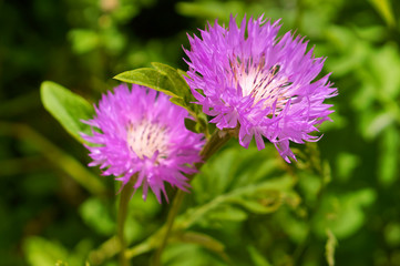 Beautiful meadow flowers. Blue wildflowers.